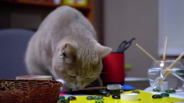 Sly British Cat wskoczył na stół i ukraść pędzel farby. Złodziej. Instynkt zwierzęcy - Materiał filmowy, wideo