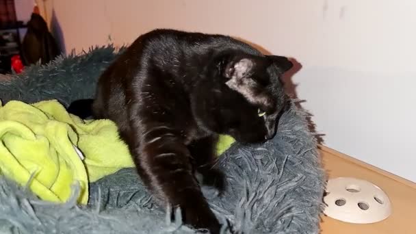černá kočka smurgling - Záběry, video