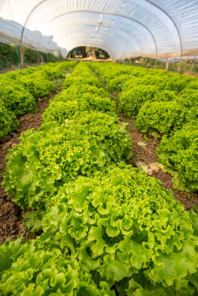 fresh green kale plants growing on the field - Photo, Image
