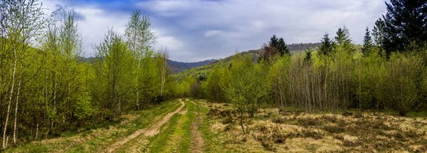 a forest road and landscape of the carpathian mountains and the peak of Parashka mount on background, national park Skolivski beskidy, Lviv region of Western Ukraine - Foto, afbeelding