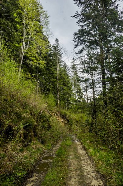 a road in the forest, national park Skolivski beskidy, Lviv region of Western Ukraine - Photo, image