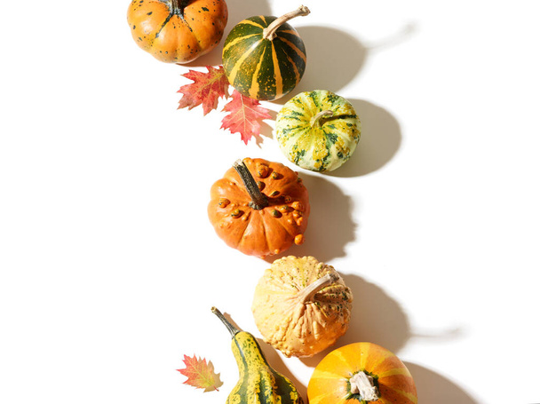 Pumpkins with autumn oak leaves over white background with place for text - Photo, Image