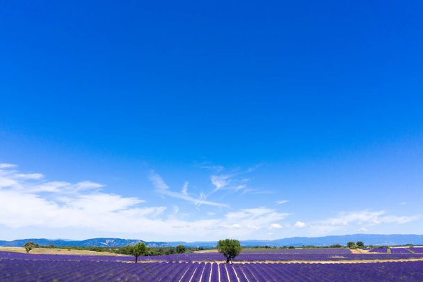 Aerial view of lavender fields in Valensole in South of France - Zdjęcie, obraz