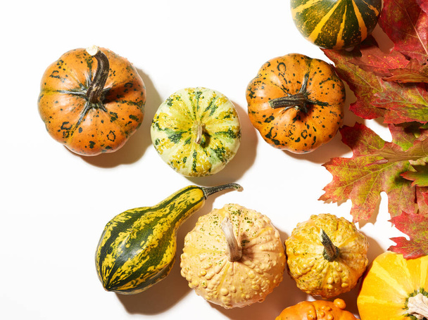 Still life with pumpkins and autumn oak leaves over white background - Фото, изображение