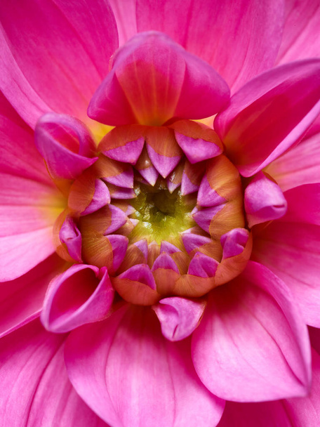Flor rosa brilhante macro tiro - Foto, Imagem