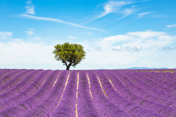Lavender fields in Valensole in South of France - Фото, изображение