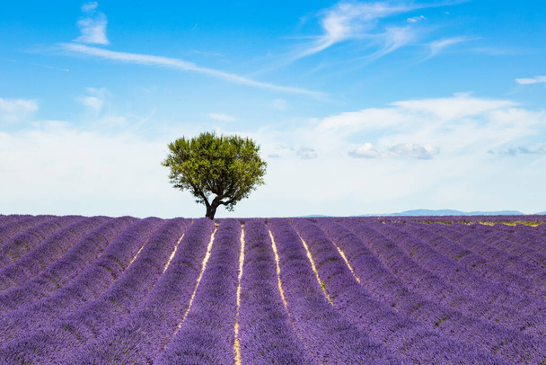 Lavender fields in Valensole in South of France - Foto, Imagem