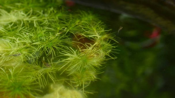 天然の背景を持つ水中の緑のアジサイverticillata植物. - 写真・画像