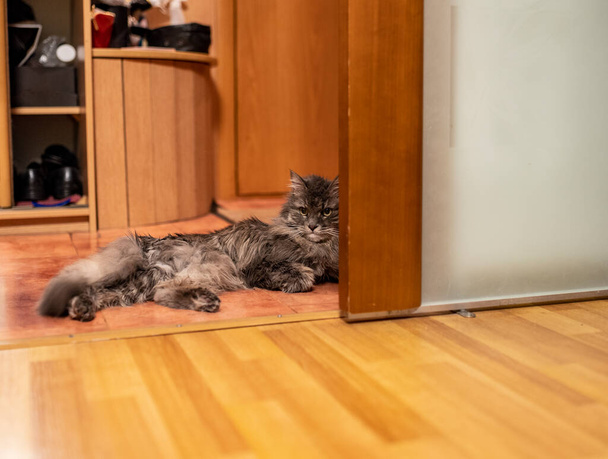 серый дом кот отдыхает на полу в квартире и осматривает его имущество - Фото, изображение