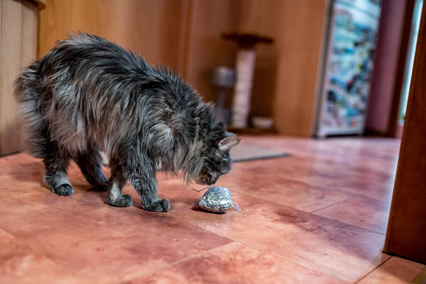 серый дом кот отдыхает на полу в квартире и осматривает его имущество - Фото, изображение