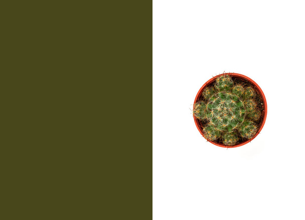 Diseño de diseño de cactus aislado sobre fondo blanco y verde. Puesta plana. - Foto, imagen