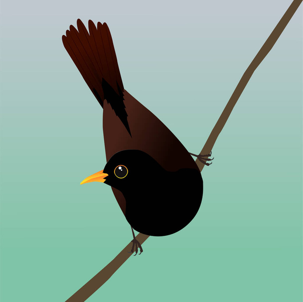 Un dibujo vectorial digital de un mirlo macho. Se sienta en una rama inclinada y se inclina hacia adelante para que su cola apunte hacia arriba.  - Vector, imagen