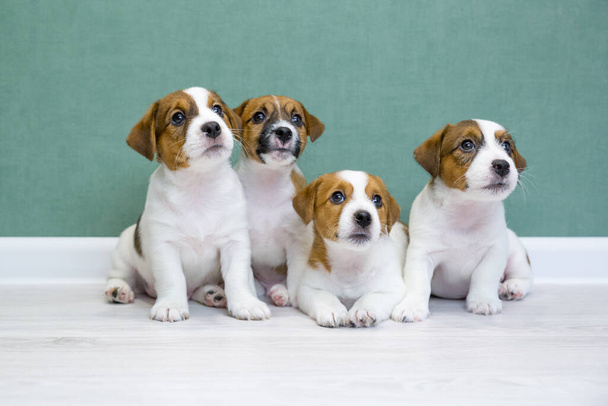 Group portrait of four adorable jack russell terrier puppies sitting on a light floor against a green background. Dog breeding, pedigree animal. Dog day. - Fotografie, Obrázek