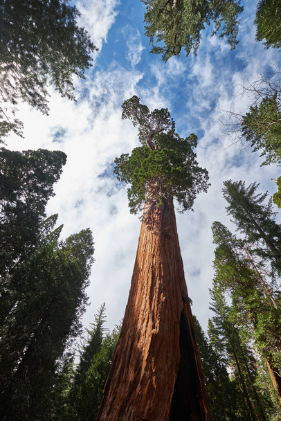 Sequoia fa ellen kék ég - Fotó, kép