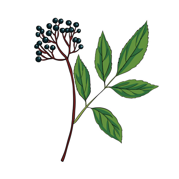vector drawing elderberry - Вектор,изображение