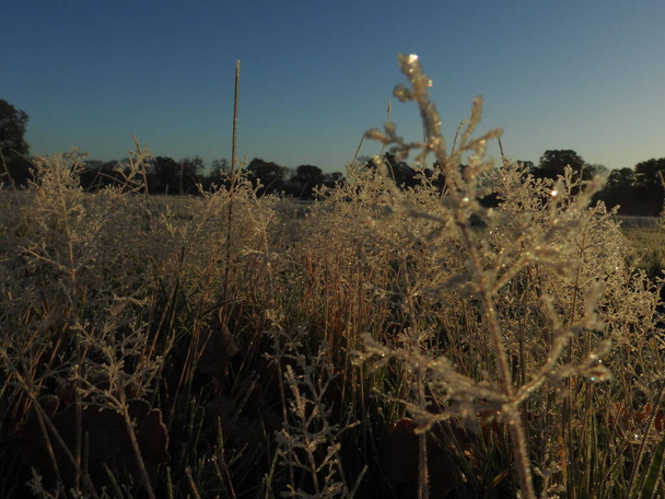 The grass is covered with frost - Foto, imagen