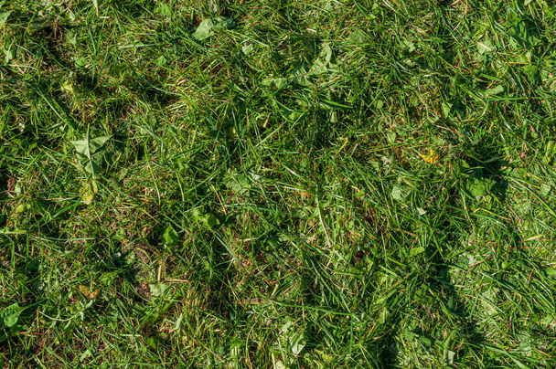 abstrakcyjne tło z koszenia trawy. Tekstura trawnika po kosiarce - Zdjęcie, obraz