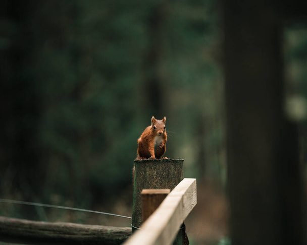 Écureuil rouge debout sur le poteau de clôture - Photo, image