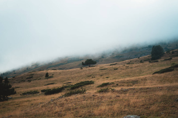 霧の日にオレンジの芝生の丘の上に小さな木 - 写真・画像