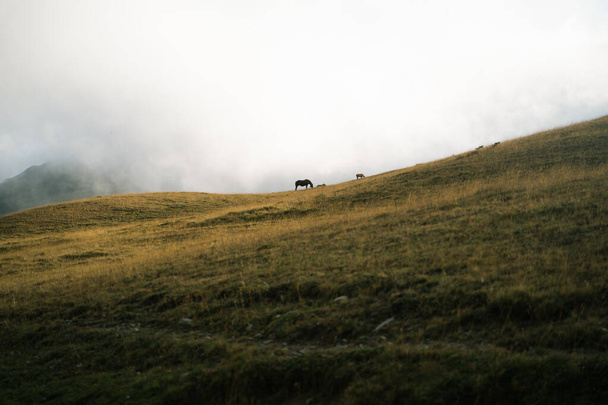 Egy ló sziluettje legelészik egy mezőn a ködös naplementében. - Fotó, kép