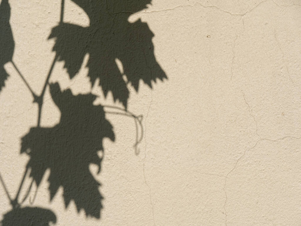 Shadow of grape branches on the plastered wall. - Photo, Image