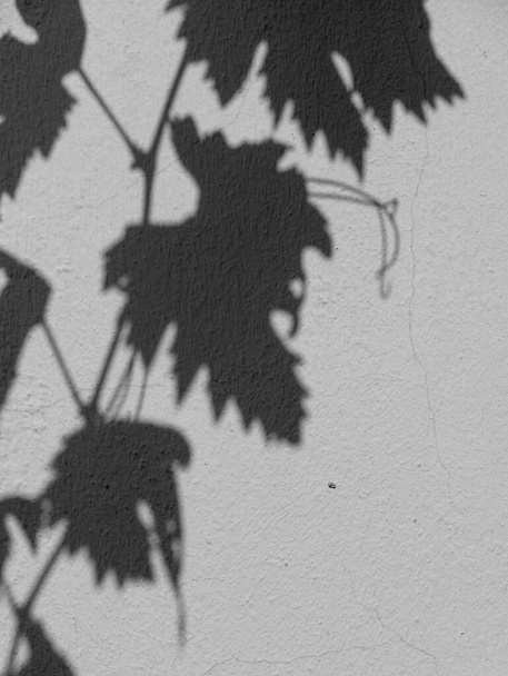 Schatten von Traubenzweigen an der verputzten Wand. - Foto, Bild