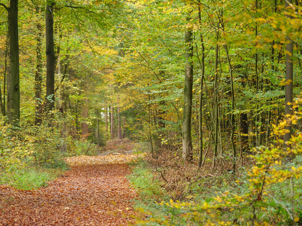 Herfst in het Duitse Muensterland - Foto, afbeelding