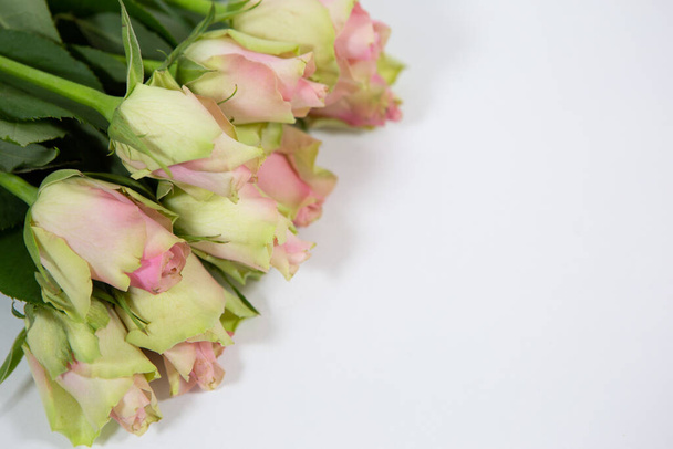 A beautiful bouquet of delicate pink and green roses on a white background as a gift for women on a holiday - Foto, afbeelding