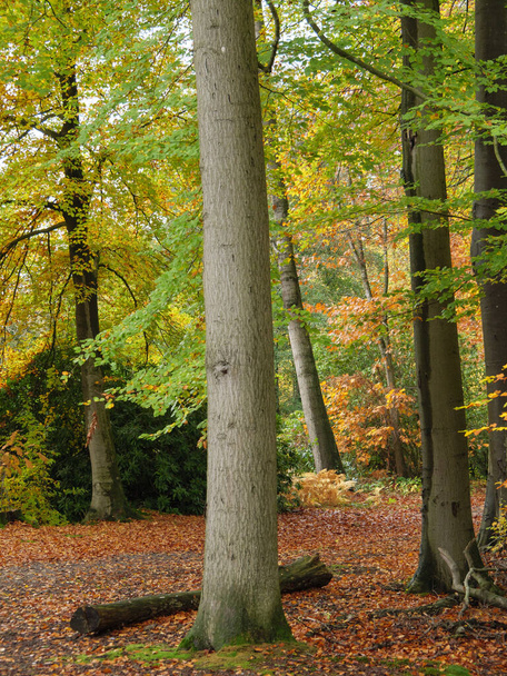 Autumn time in the german muensterland - Photo, Image