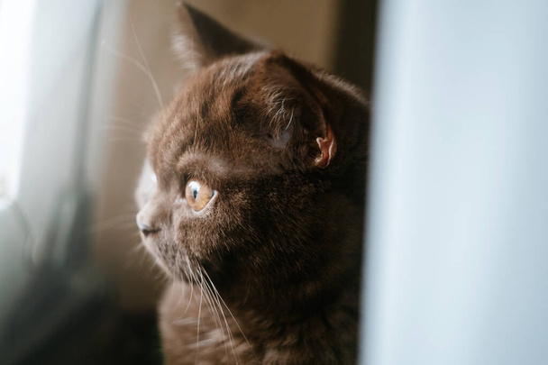 Schattig Brits stenografisch katje indoor foto - Foto, afbeelding