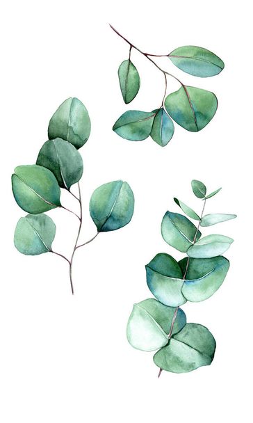 水彩絵具セットユーカリの葉のコレクションユーカリの枝。白い背景に孤立して描かれています。結婚式やカード招待状を飾るためのデザイン要素。坊方 - 写真・画像