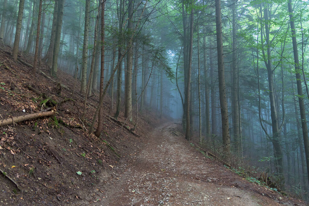 Niebla matutina en el sendero forestal en las montañas Pieniny en Polonia - Foto, imagen