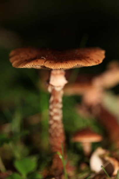 Дикі зимові гриби на лісовому макро фоні північний німецький високоякісний друк
 - Фото, зображення