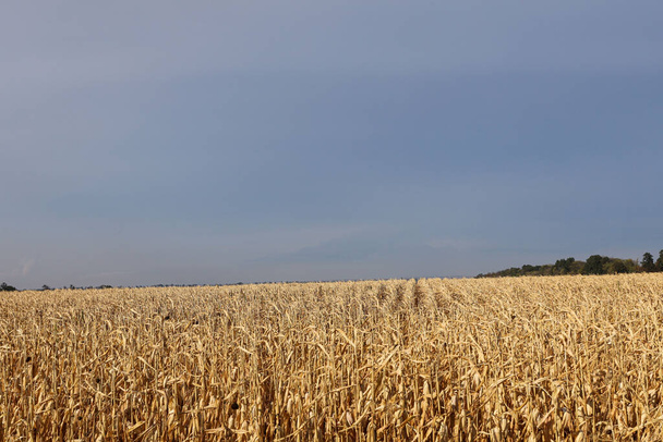 A field with golden ripe corn and a blue sky with clouds above it - Fotoğraf, Görsel