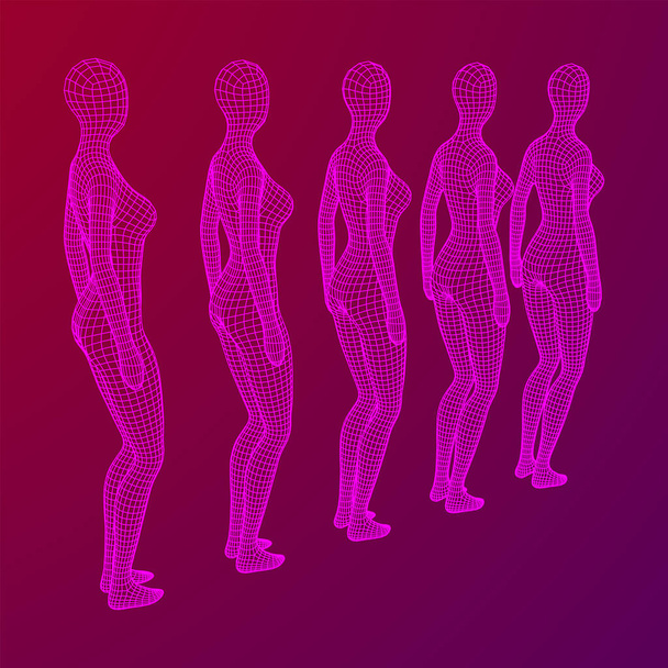 Female or woman queue. Body biology medicine education concept. Wireframe low poly mesh vector illustration. - Vektör, Görsel
