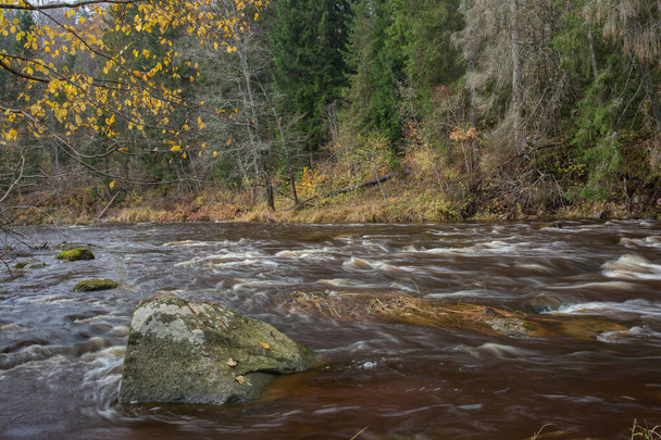 Πόλη Cesis, Λετονία. Γρήγορο ποτάμι με πέτρες και δέντρα. Φυσική χλωρίδα.Ταξιδιωτική φωτογραφία. 31.10.2020 - Φωτογραφία, εικόνα
