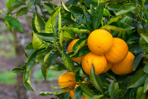 Bright ripe orange fruits. Harvest on tree branches in an orange orchard. - Foto, Imagem
