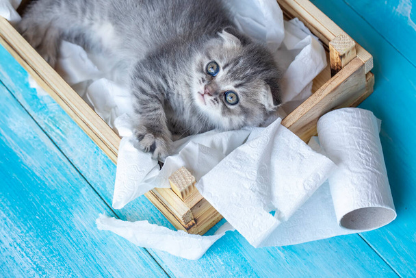 retrato de adorable y lindo gato gris esponjoso - Foto, imagen