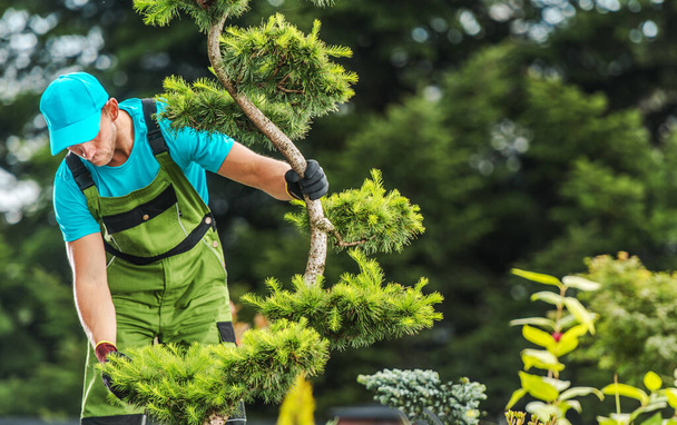 Giardiniere professionista che controlla la salute dell'albero del giardino che osserva sui rami. Giardinaggio e paesaggistica Tema. - Foto, immagini