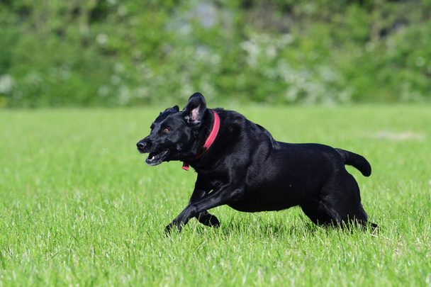 Foto de acción de un joven Labrador negro corriendo por un campo - Foto, imagen