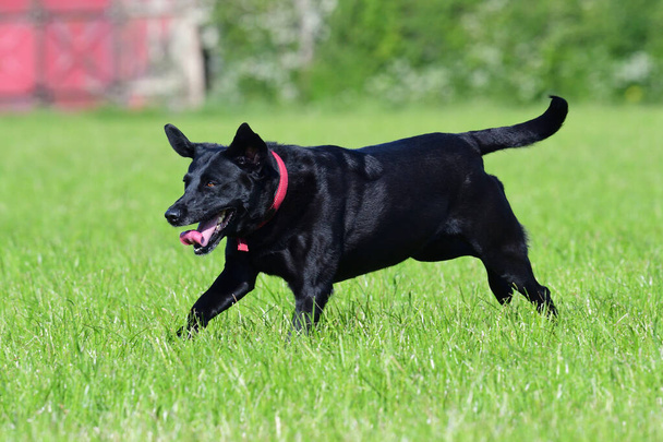 Action-Aufnahme eines jungen schwarzen Labradors, der durch ein Feld rennt - Foto, Bild