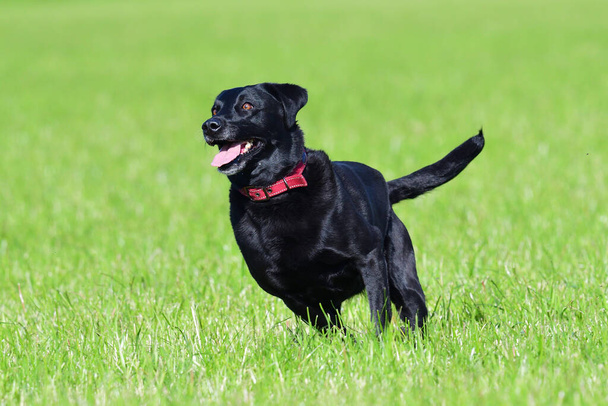 Action-Aufnahme eines jungen schwarzen Labradors, der durch ein Feld rennt - Foto, Bild
