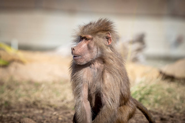 Um adolescente Hamadryas babuíno relaxante ao sol - Foto, Imagem