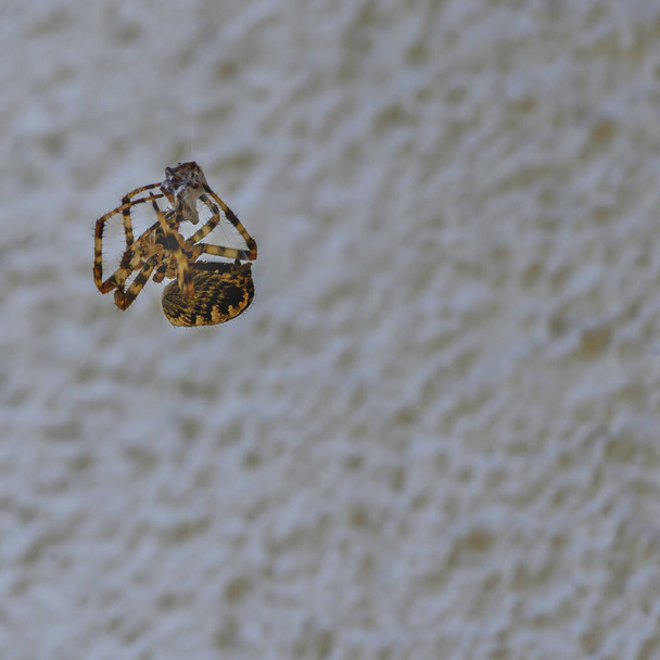 A két különböző méretű pók közötti harc után a kisebbik vesztett és megpördült.. - Fotó, kép