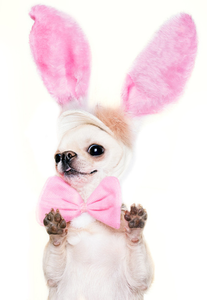 perro cchihuahua disfrazado de liebre de Pascua
 - Foto, imagen