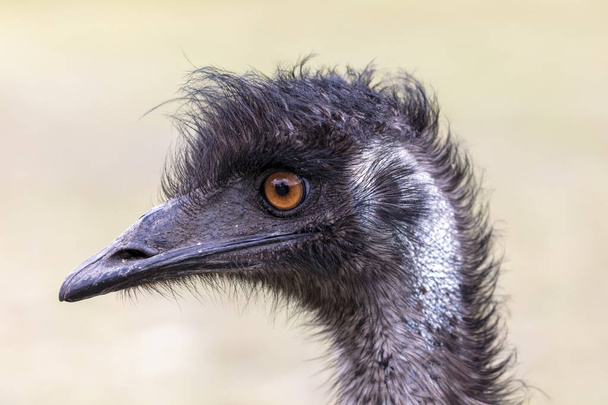 Close up portrait of the head of an Australian Emu in an outback field in regional Australia - Fotografie, Obrázek