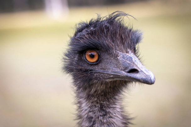 Close up portrait of the head of an Australian Emu in an outback field in regional Australia - Photo, Image