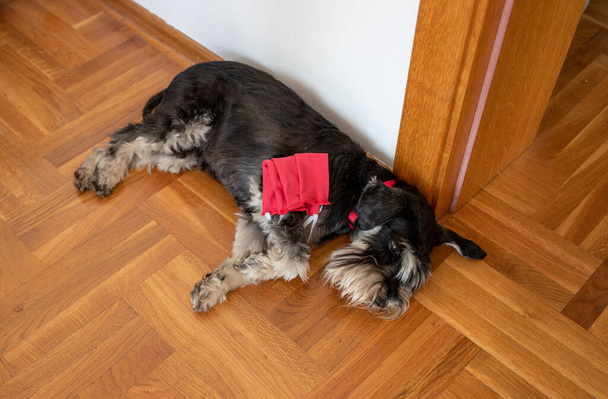 Χαριτωμένο σκυλί κοιμάται στο πάτωμα στο σπίτι και κρατώντας προστατευτική μάσκα προσώπου στον αγκώνα του μπροστινού ποδιού - Φωτογραφία, εικόνα