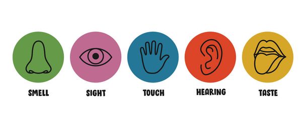 Five Senses Concept With Human Organs - Vector, Image