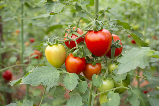 Skleníky a červená a zelená rajčata pěstovaná ve skleníku - Fotografie, Obrázek